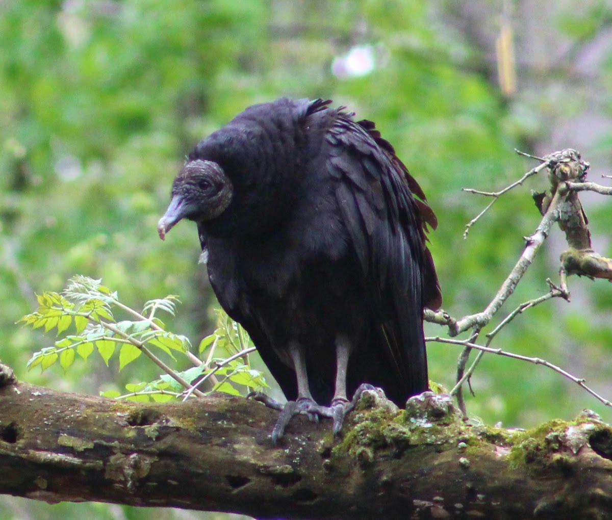 Black Vulture