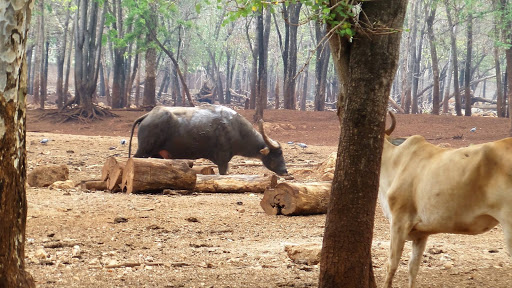 Tigers in Thailand 2016