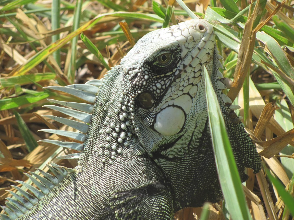 Green iguana