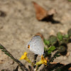 Orange-tipped Pea-Blue