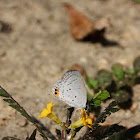 Orange-tipped Pea-Blue