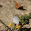 Orange-tipped Pea-Blue