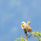 Yellowhammer