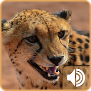 Cheetah Ringtones  Icon
