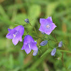 Harebell