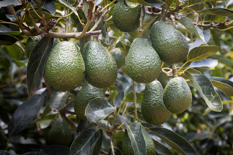 Avocados have been classed as a superfood.