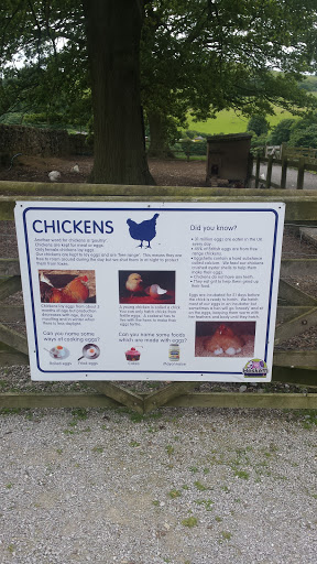 Chickens