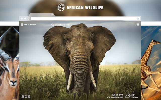 African Wildlife HD Wallpaper Theme