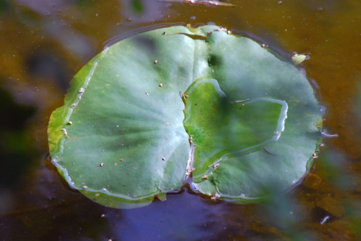 Anche la natura ha un cuore di lorenzo1953