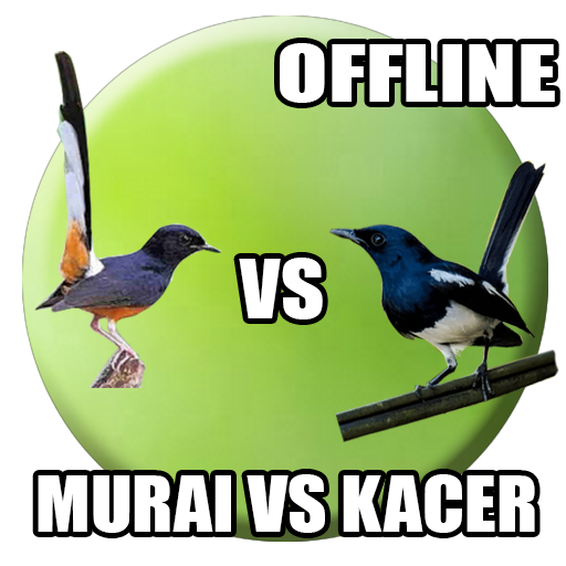 Kicau Burung Murai Vs Kacer 1 0 Apk Download Com Andromo