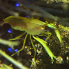 Fire Urchin Commensal Shrimp