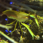 Fire Urchin Commensal Shrimp