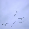 Yellow-footed Gull