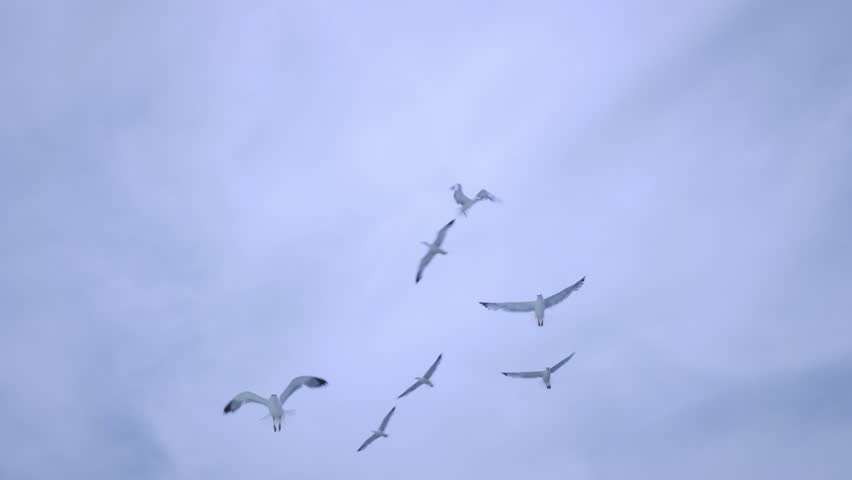 Yellow-footed Gull