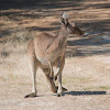 Western grey kangaroo