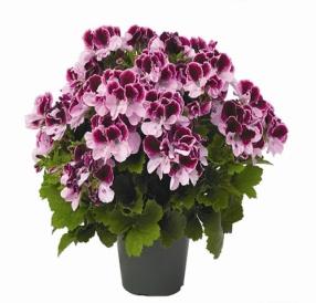 Image result for geranium regal purple majesty