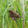 Leaf-footed bug