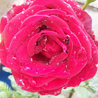 this is a beautiful rose