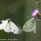 Green-veined White