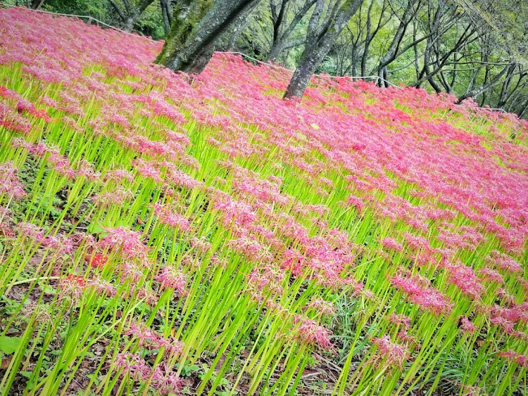 の投稿画像2枚目