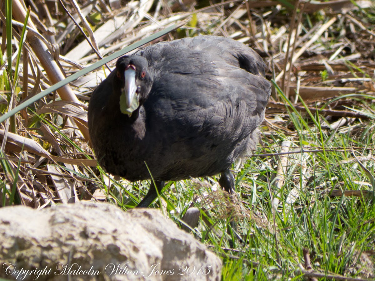 Crested Coot; Focha Cornuda