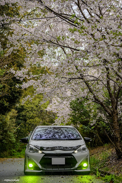 アクアのネズミっ子倶楽部・桜パトロール総集編・サクラと愛車・桜とコラボ・ご馳走さまでしたに関するカスタム事例の投稿画像4枚目