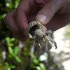 White Hermit Crab