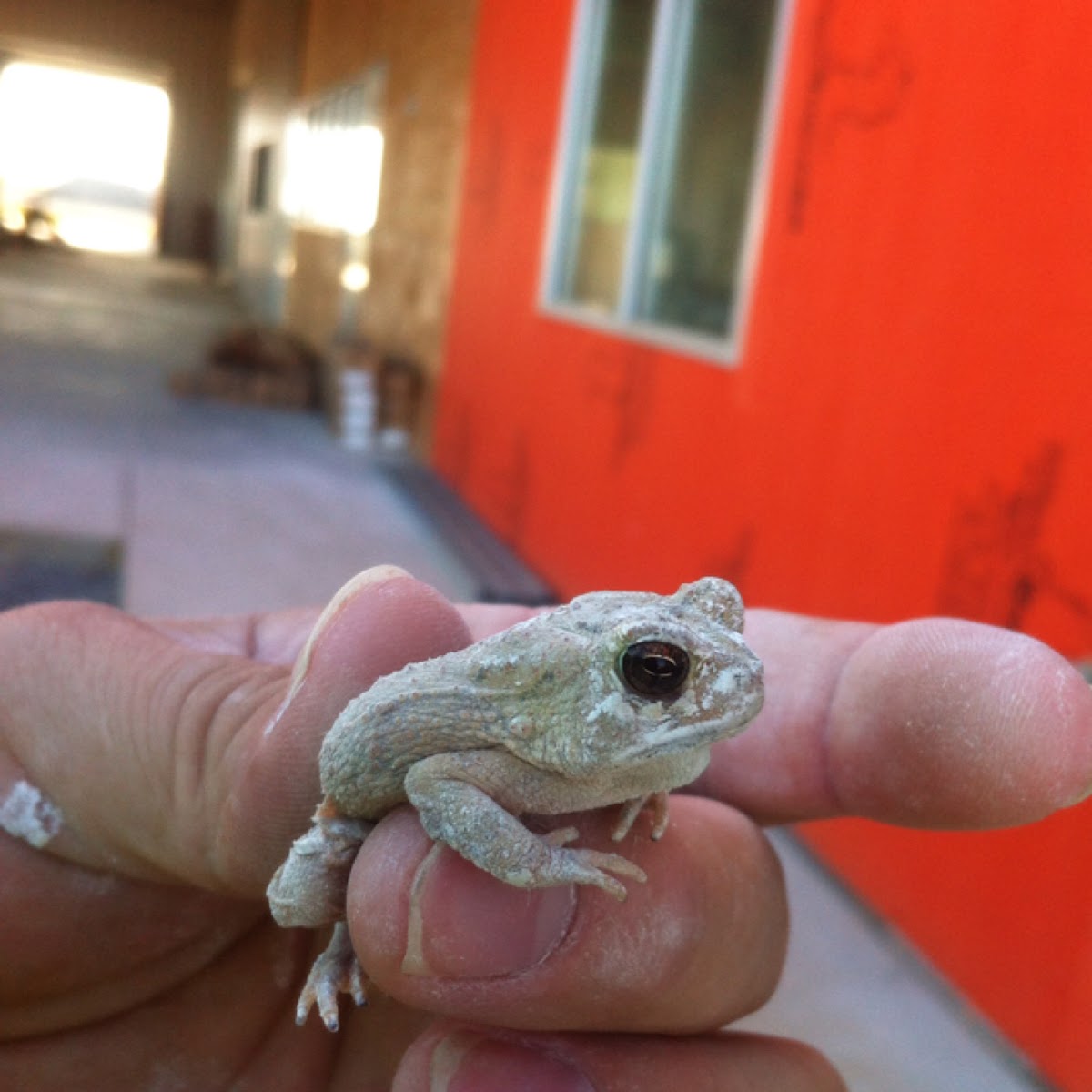 American Toad