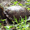 Florida Box Turtle