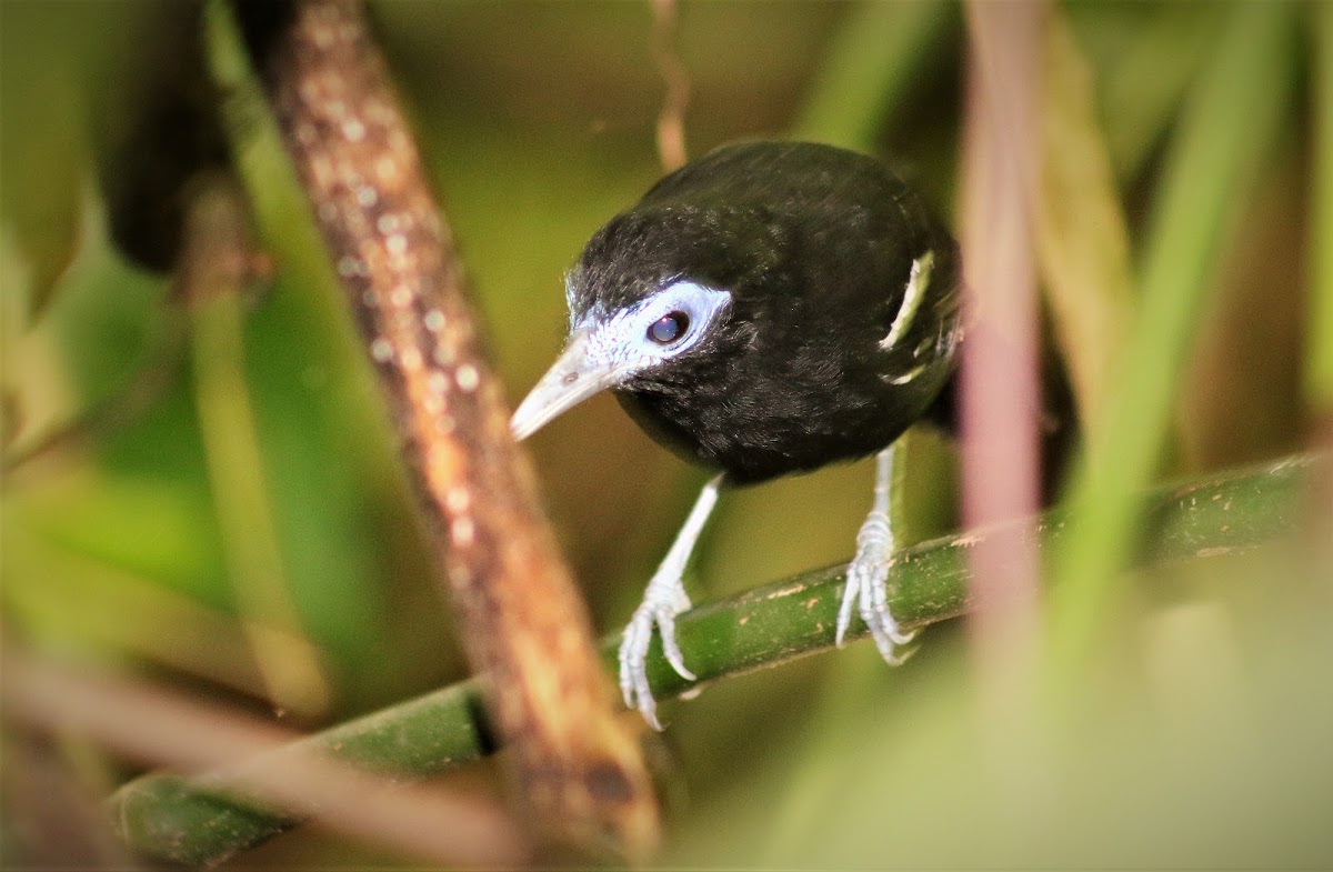 Bare-crowned Antbird