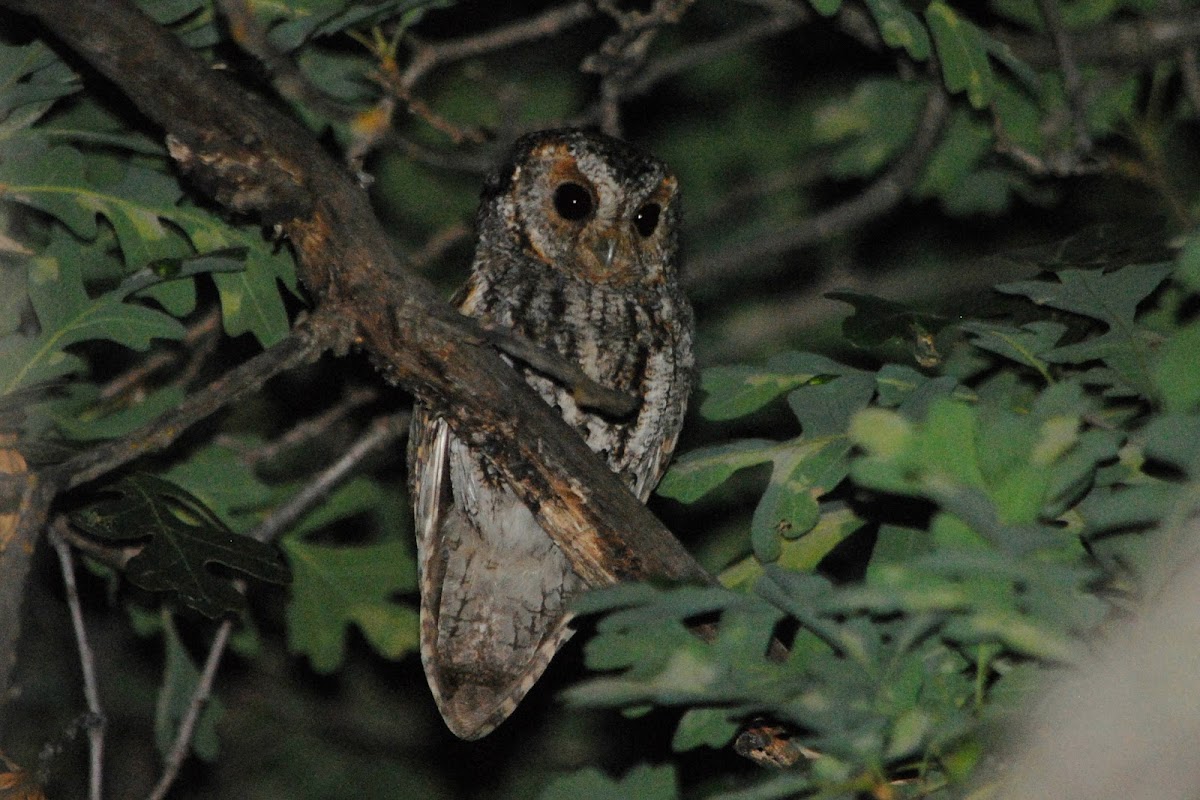 Flammulated Owl