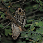 Flammulated Owl