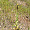 Common mullein