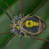 Harvestman - Daddy Longleg