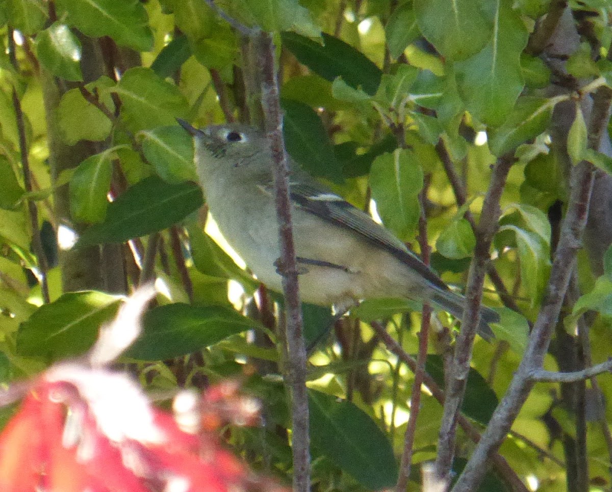 Ruby-crowned Kinglet