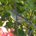 Ruby-crowned Kinglet