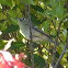 Ruby-crowned Kinglet