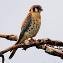 American kestrel