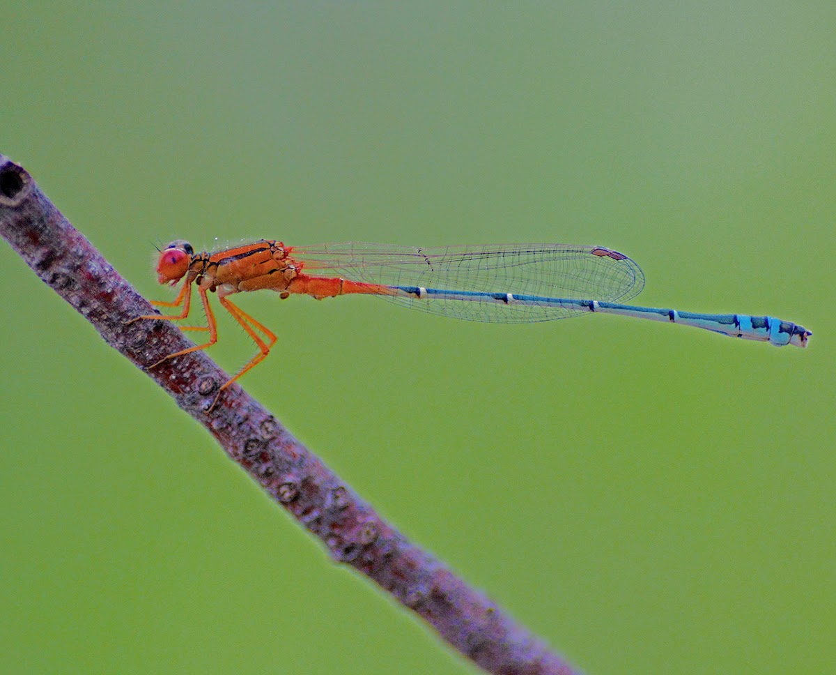 Red and Blue Damselfly