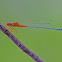 Red and Blue Damselfly