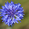 cornflower