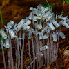 Ghost Plant