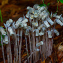 Ghost Plant