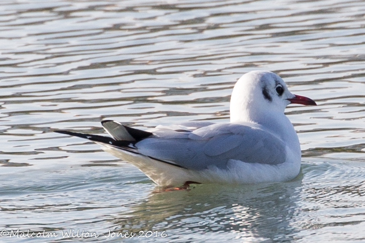 Black-headed Gull; Gaviota Reidora