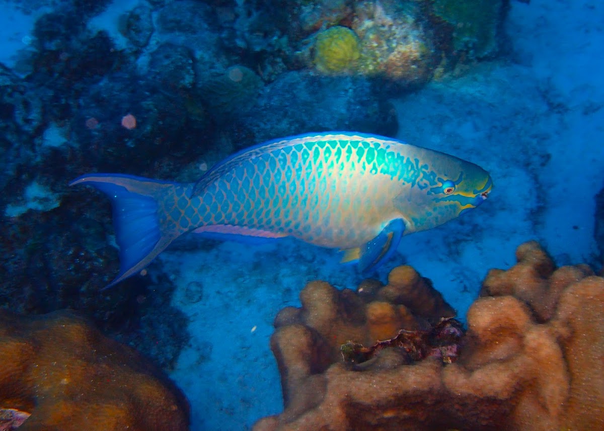 Queen parrotfish ♂️