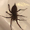 Funnel web spider