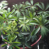 Dwarf Umbrella Tree