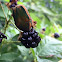 green June beetle, June bug or June beetle