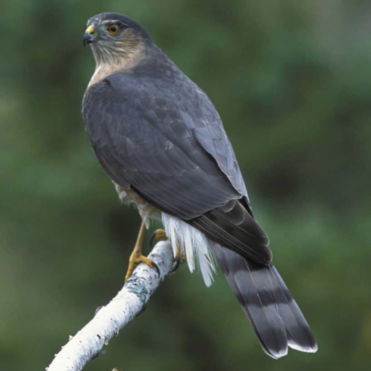 Sharp Shinned Hawk