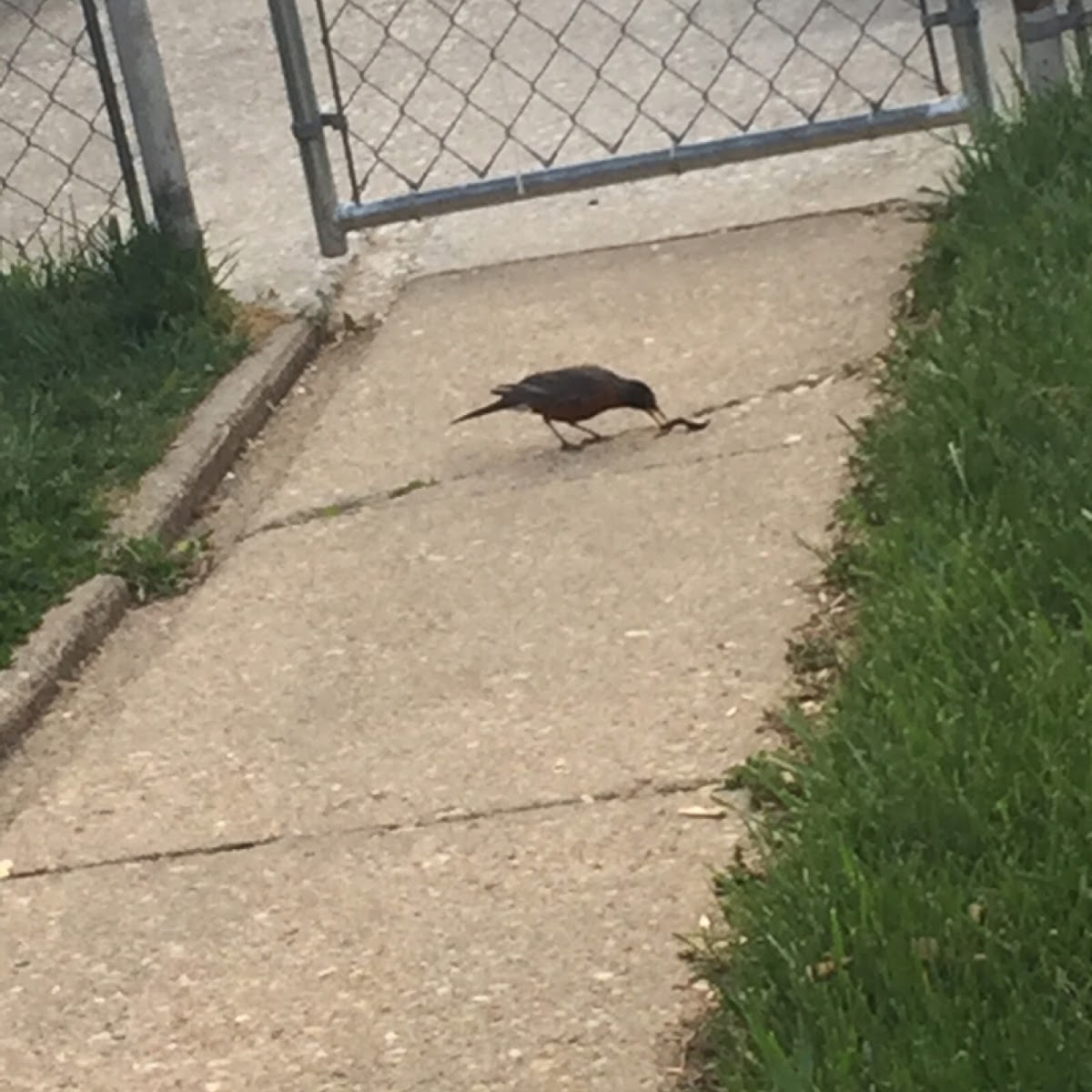 American Robin